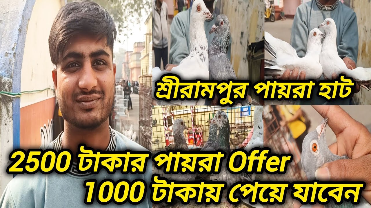 শ্রীরামপুর পায়রা হাট। 2500 টাকার পায়রা Offer 1000 টাকায় পেয়ে যাবেন ।