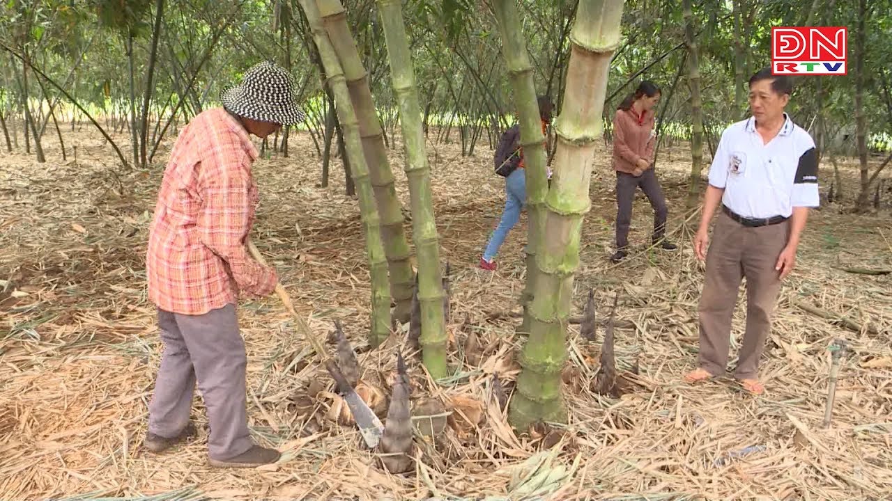 Thu nhập tiền tỷ từ nghề trồng tre lấy măng