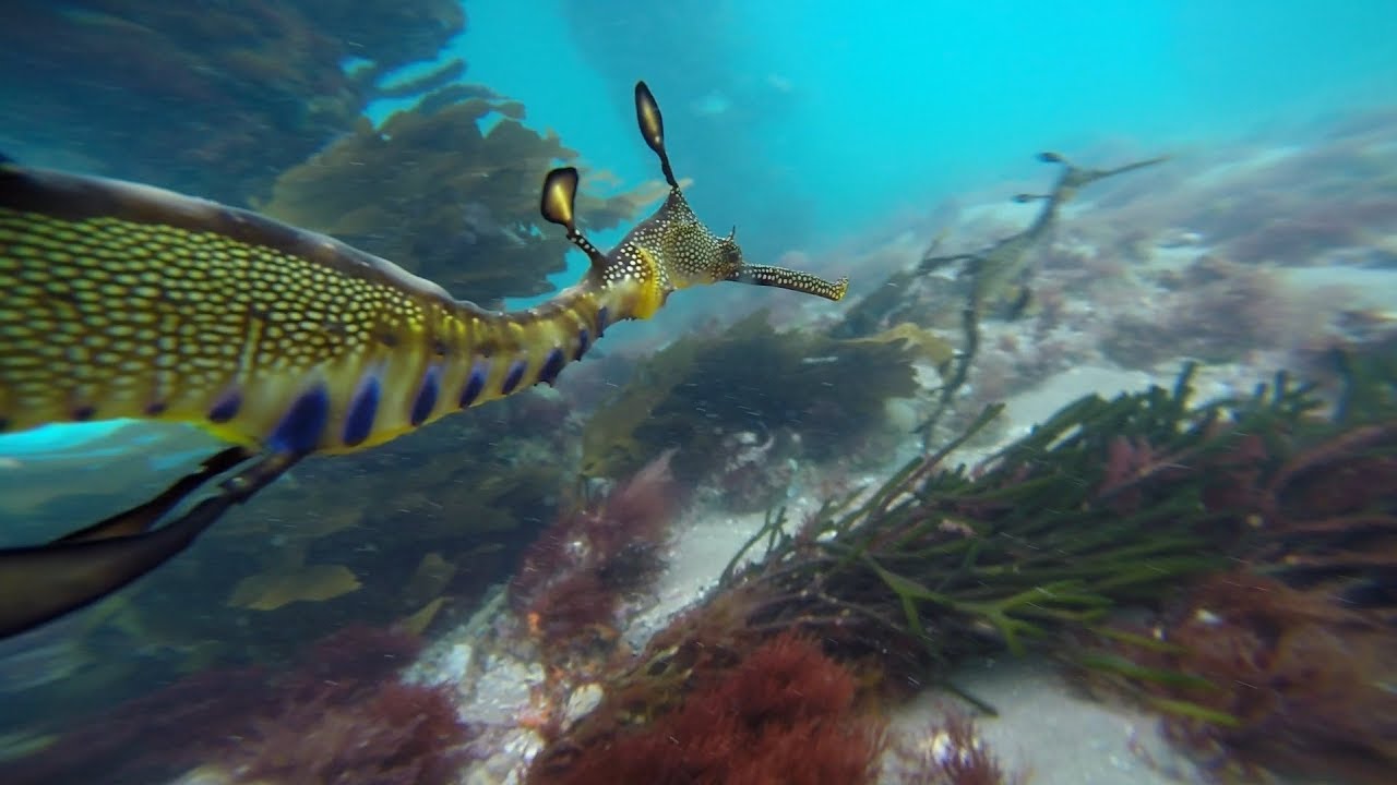 Diving Portsea Pier - 16 Nov 2019