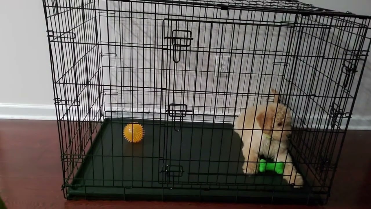 #Goldendoodle puppy#Rocky