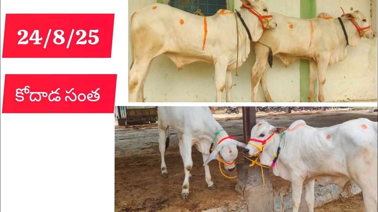Kodad Bulls market today 24/8/25 ||  ఈ రోజు కోదాడ సంత లో టాప్ క్వాలిటీ ఒంగోలు పాల పళ్ళ దూడలు 