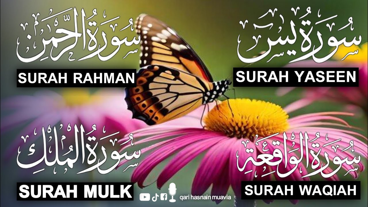 Surah Yasin ❤️ (Makki), Rahman, Waqiah & Mulk | Ep 398 | Daily Quran Recitation & Blessings