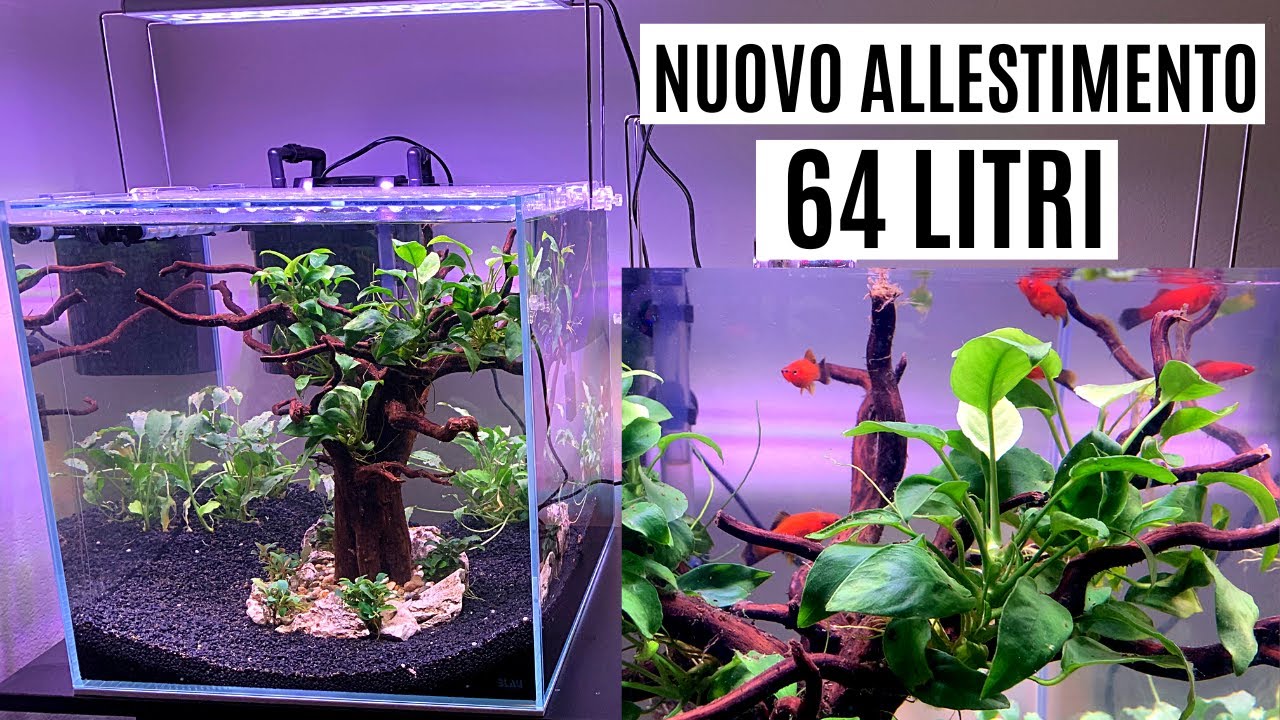 ALLESTIMENTO 64 LITRI Effetto BONSAI 🌳🐠 Blau Cubic Aquascaping