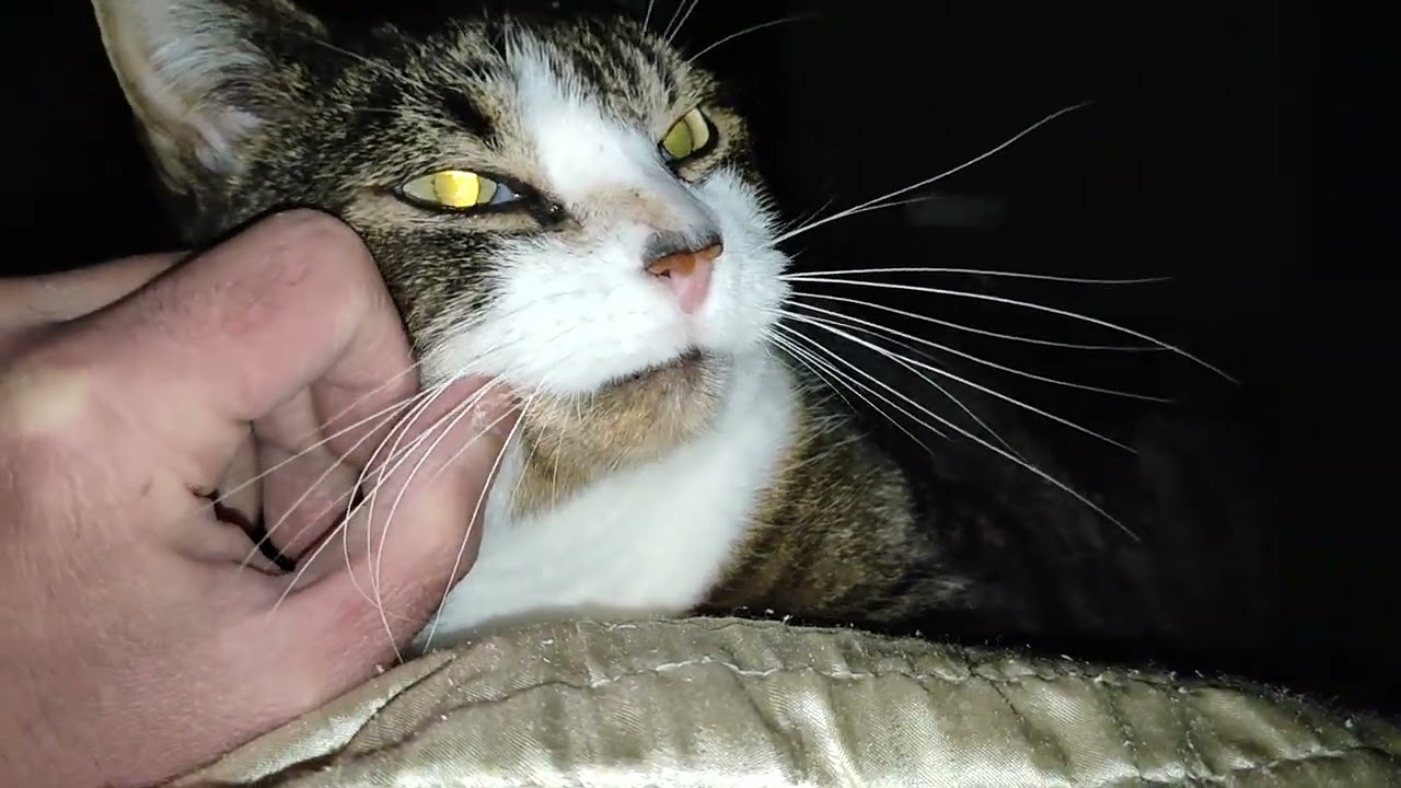 Котильда в 2:13 ночи