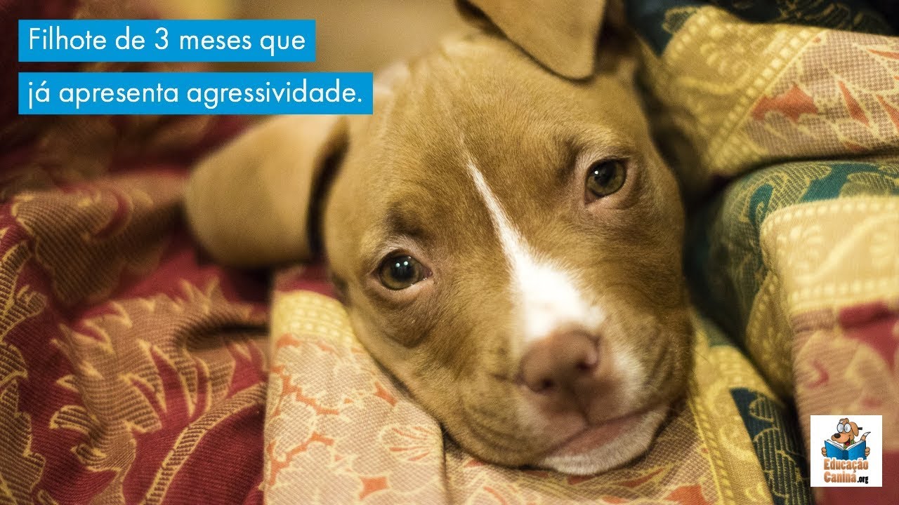 Filhote de 3 meses que já apresenta agressividade.