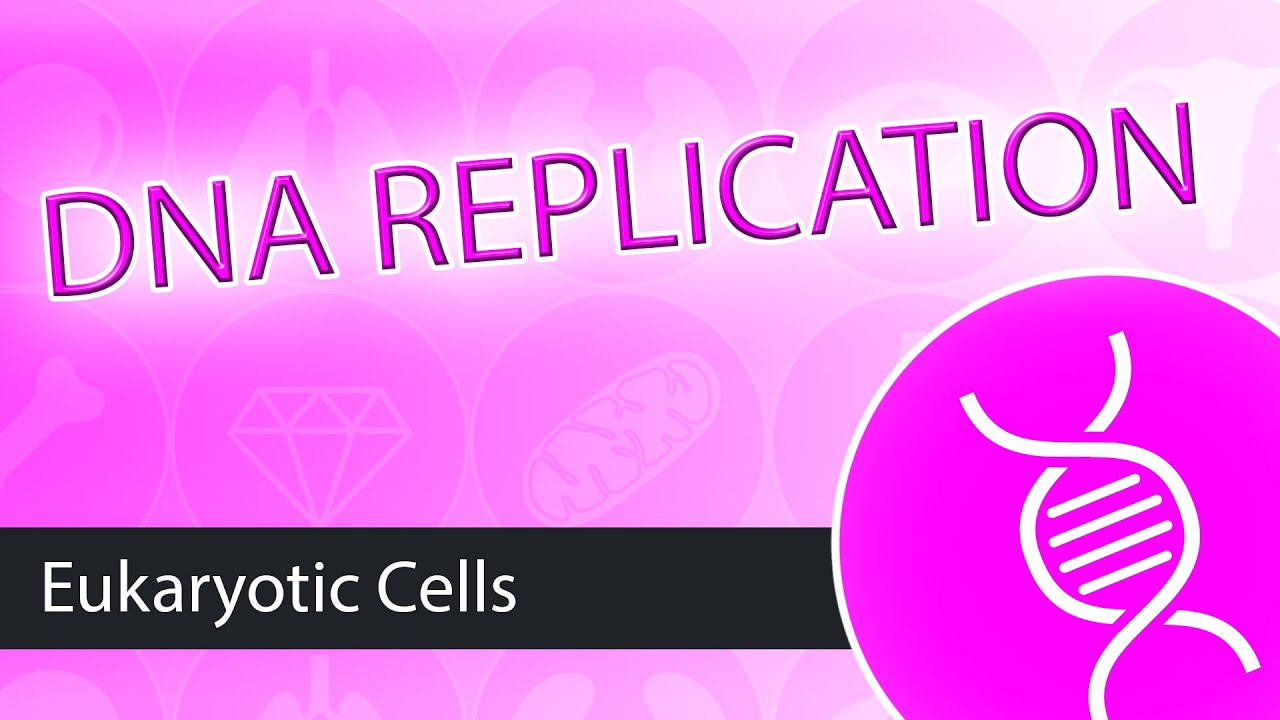 DNA Replication- Eukaryotes