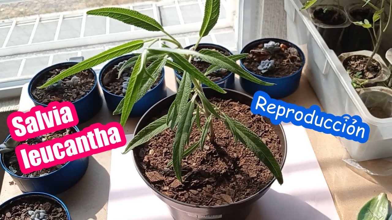 SALVIA LEUCANTHA. reproducción.