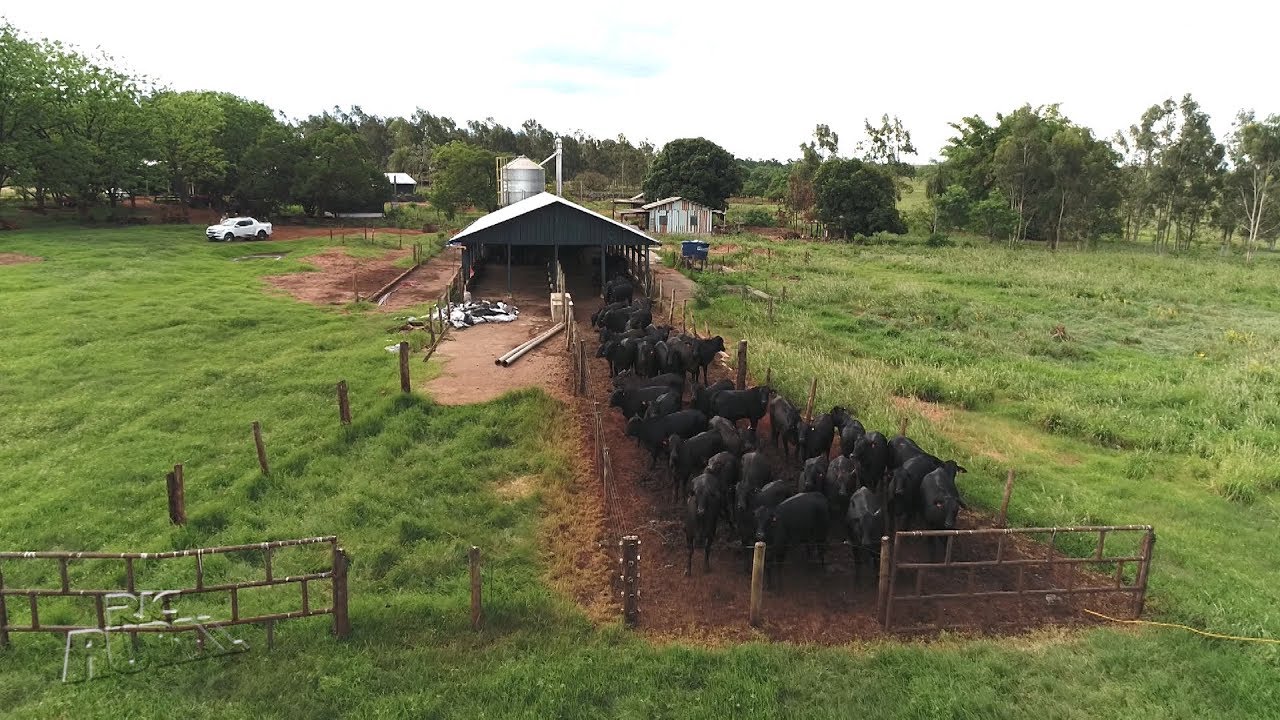 Fazenda é referência em pecuária moderna em Nova Londrina