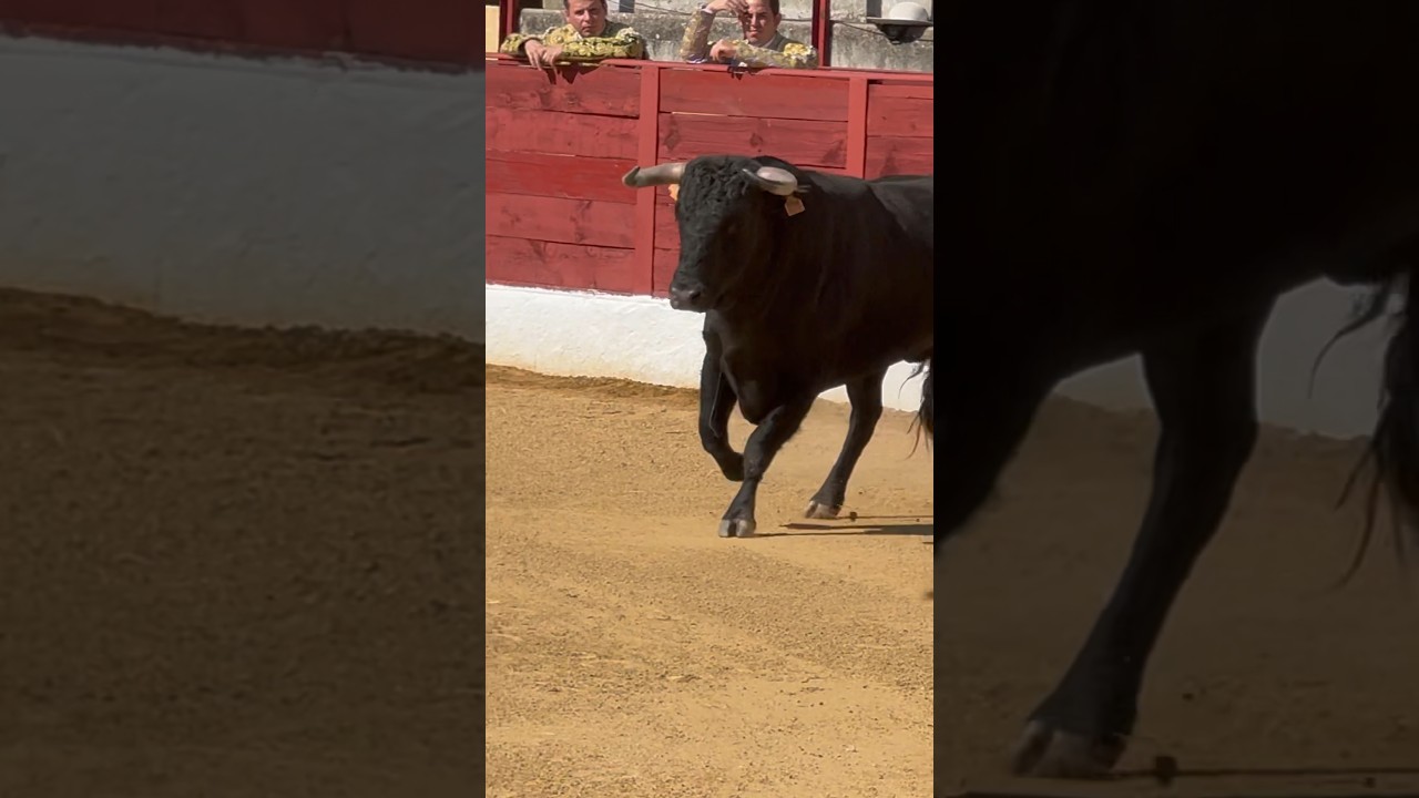&iexcl;Va toro! 🔥 #toros #salida #bull #viral #tiktok #popular