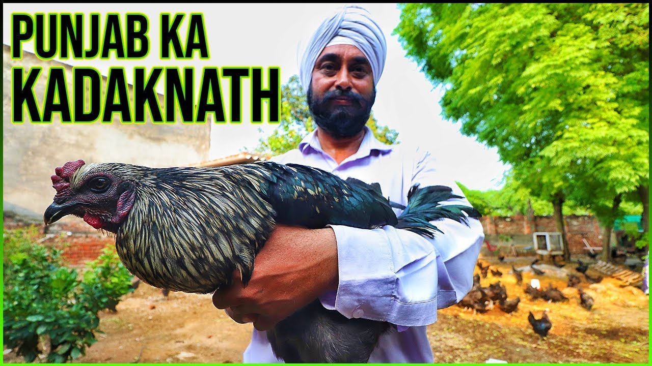 PUNJABI BLACK CHICKEN | KADAKNATH CHICKEN CURRY RECIPE | PUNJAB VILLAGE FOOD