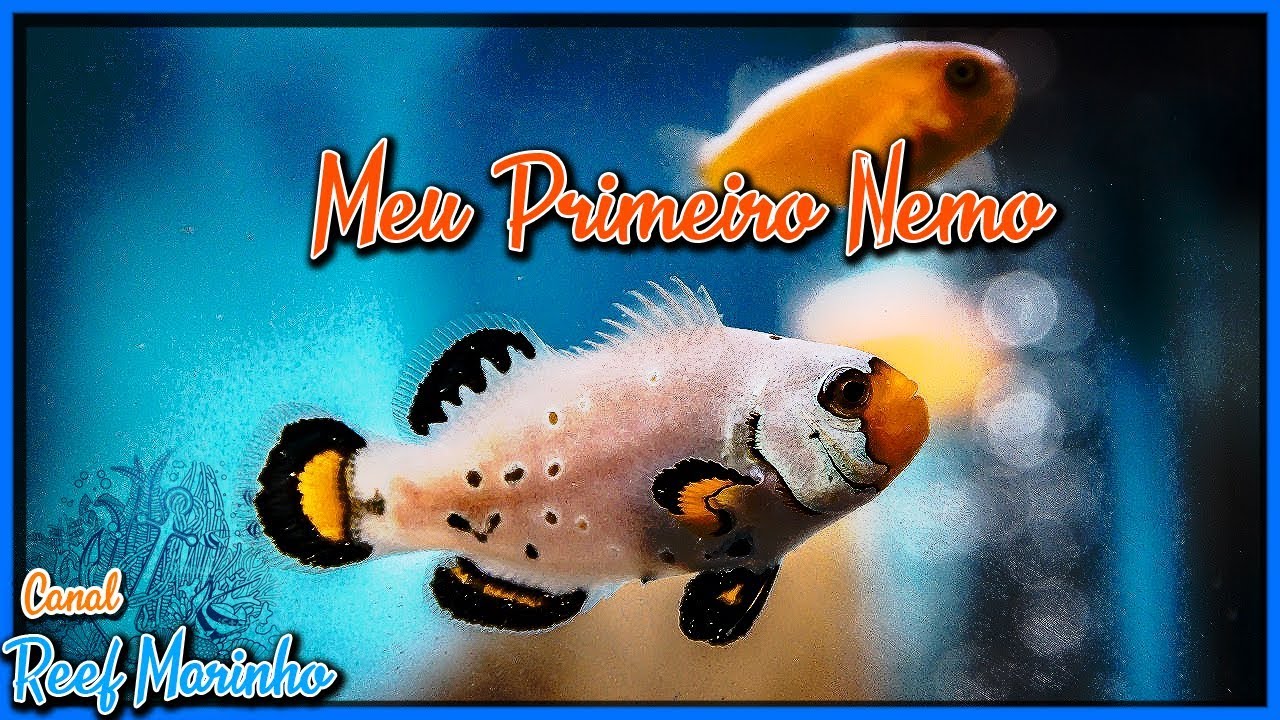 Peixe-Palhaço no Aquário Marinho: Tudo Sobre Reprodução e Cuidados com Filhotes #reefmarinho