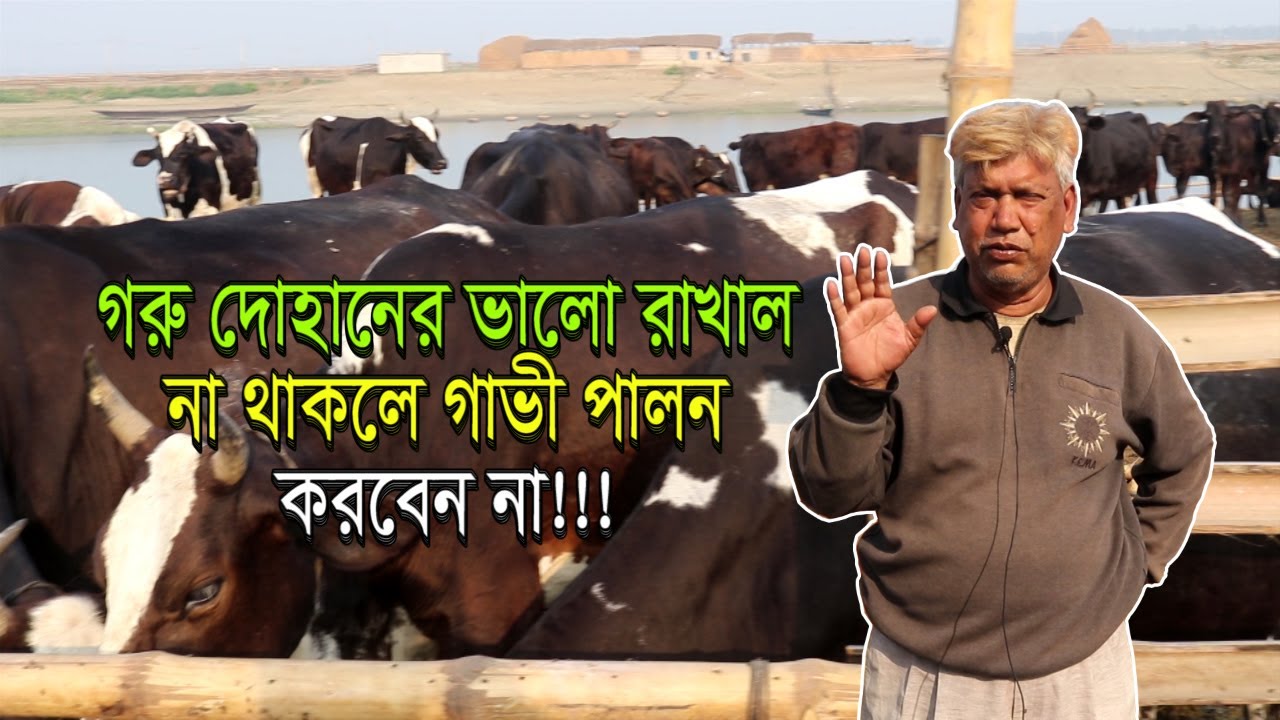 Krishi-112 | চারটি গাভী দিয়ে বিশাল খামারের মালিক | ভালো রাখাল না থাকলে গরু পালন করবেন না |