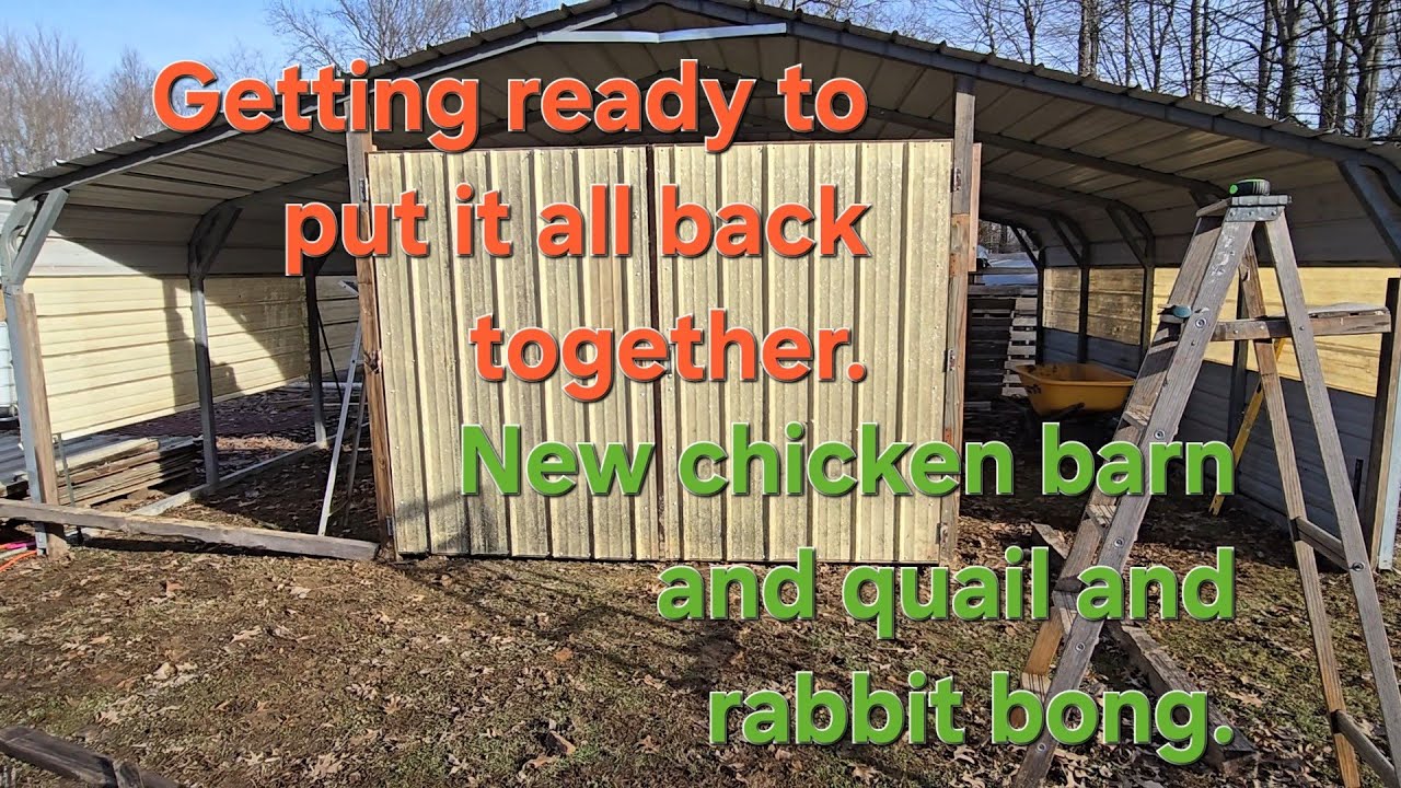 Started working on the newborn. # homesteading