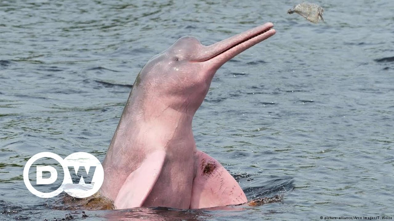 Rosa Flussdelfine im Amazonas in Gefahr | DW Deutsch