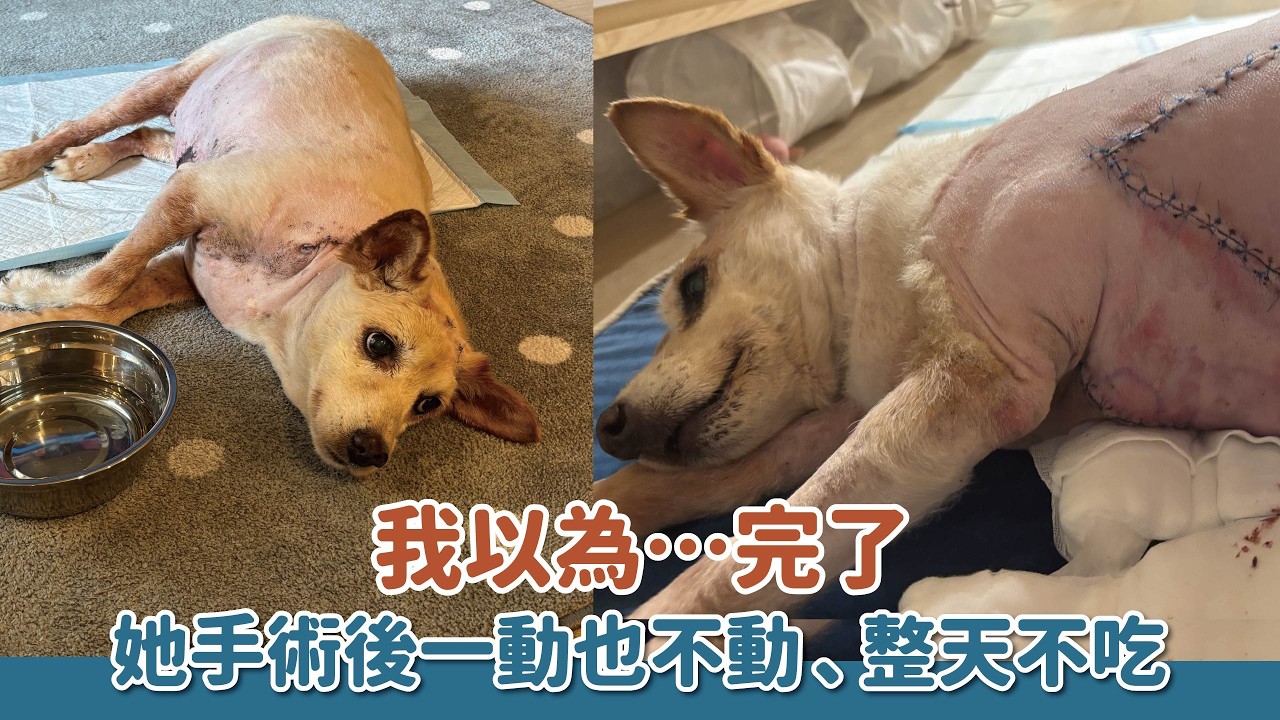 那天我以為她癱瘓了…現在，她每天自己走回家！｜頻道會員救援計畫
