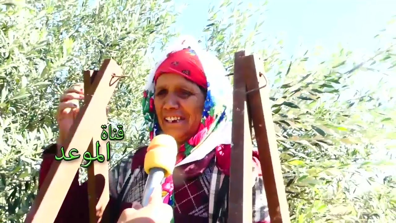 جني الزيتون في الشمال الغربي 