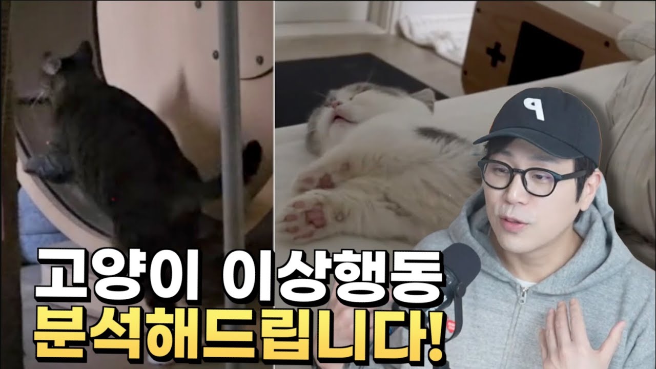 냥신도 처음 본 행동… 앞발 캣휠 고양이의 진짜 이유