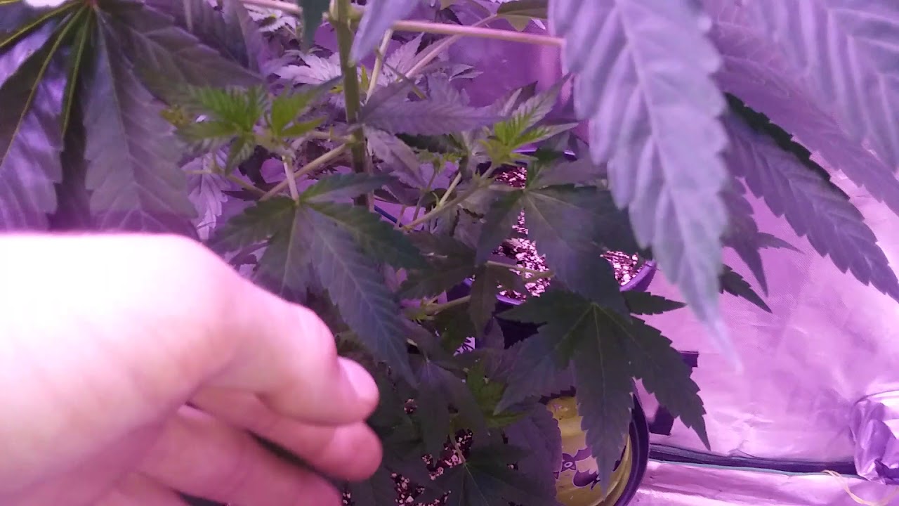 A peek at the Northern Lights auto, from vision seeds!