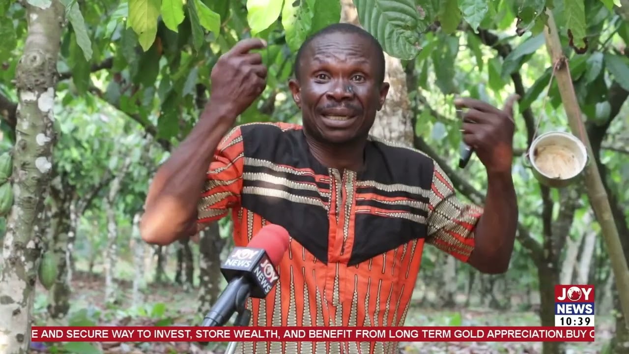 Cocoa producer price cut: Kadjebi cocoa farmers call for previous pricing to be maintained. #JoyNews