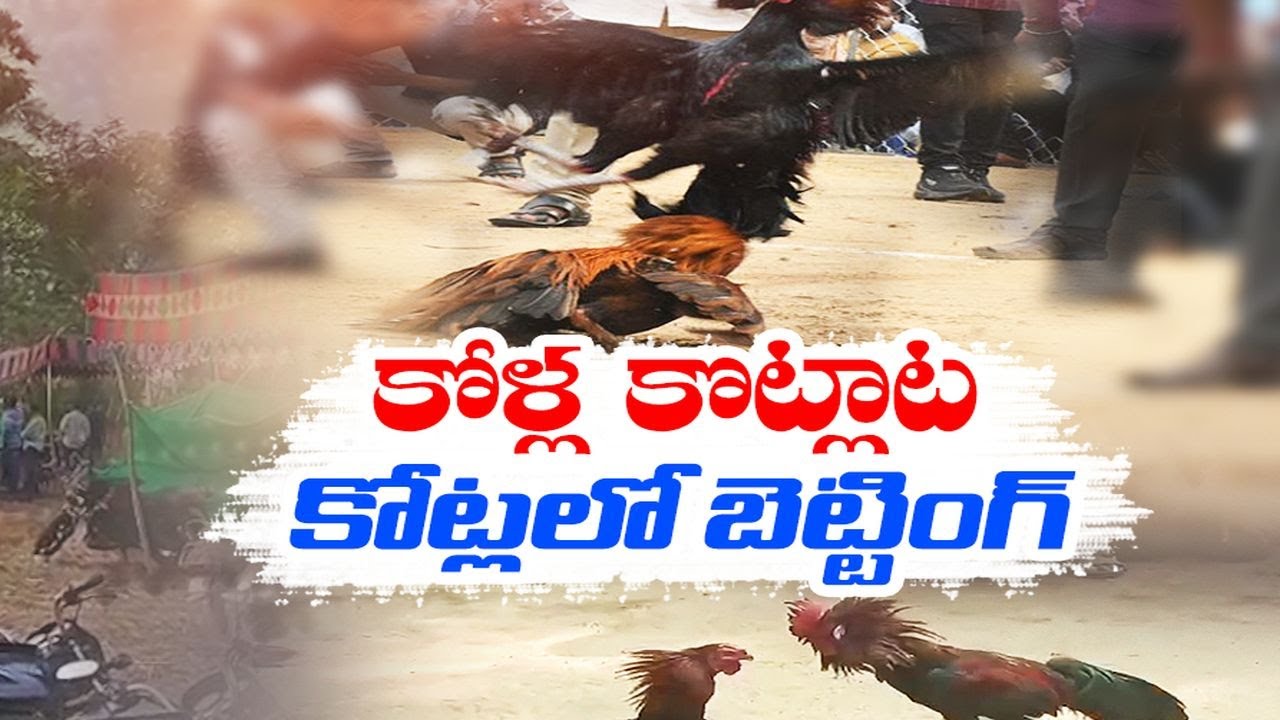 కోడిపందేల జోరు..భారీగా బెట్టింగులు | Cock Fights | Across State