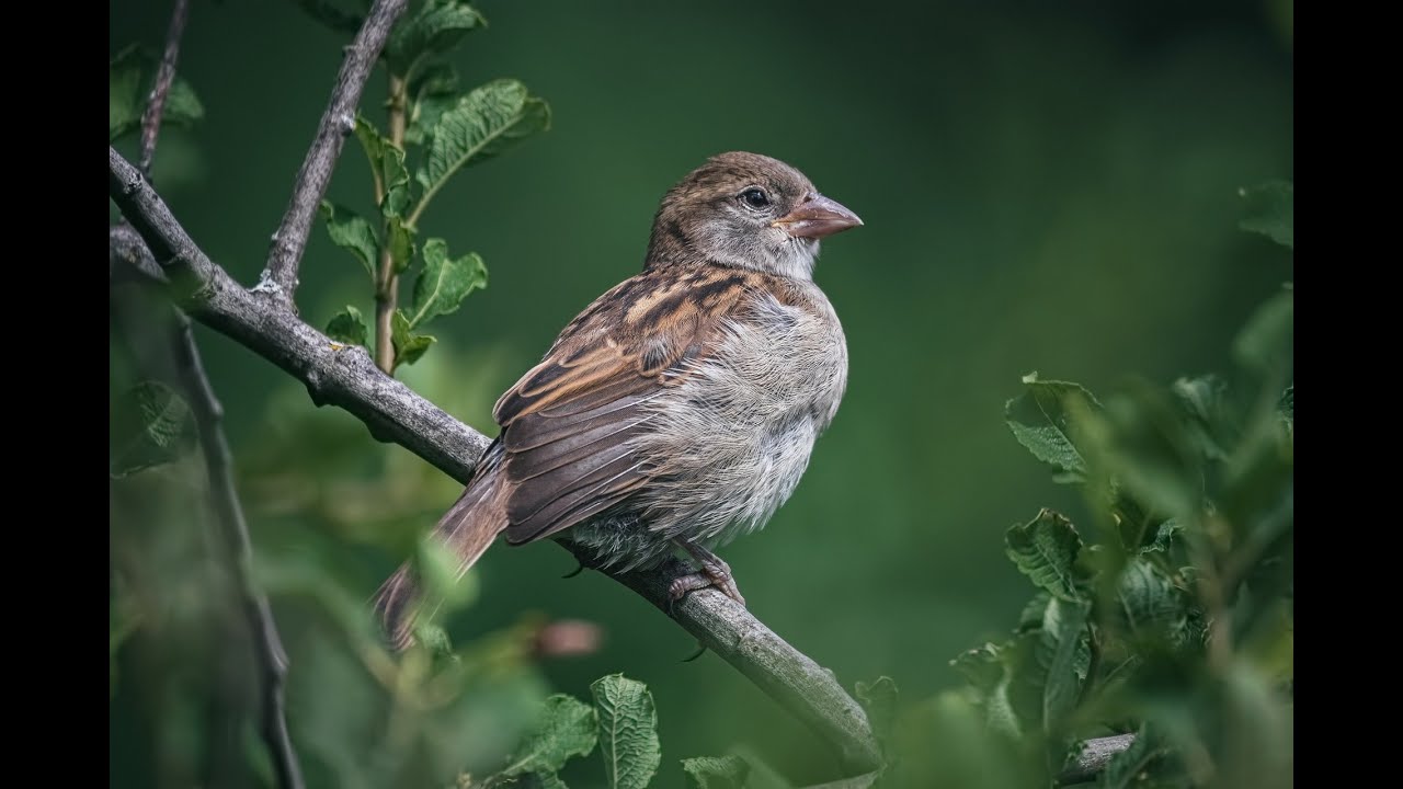 House Sparrows: Exploring the Charming Lives of Urban Aviators - A Visual Guide