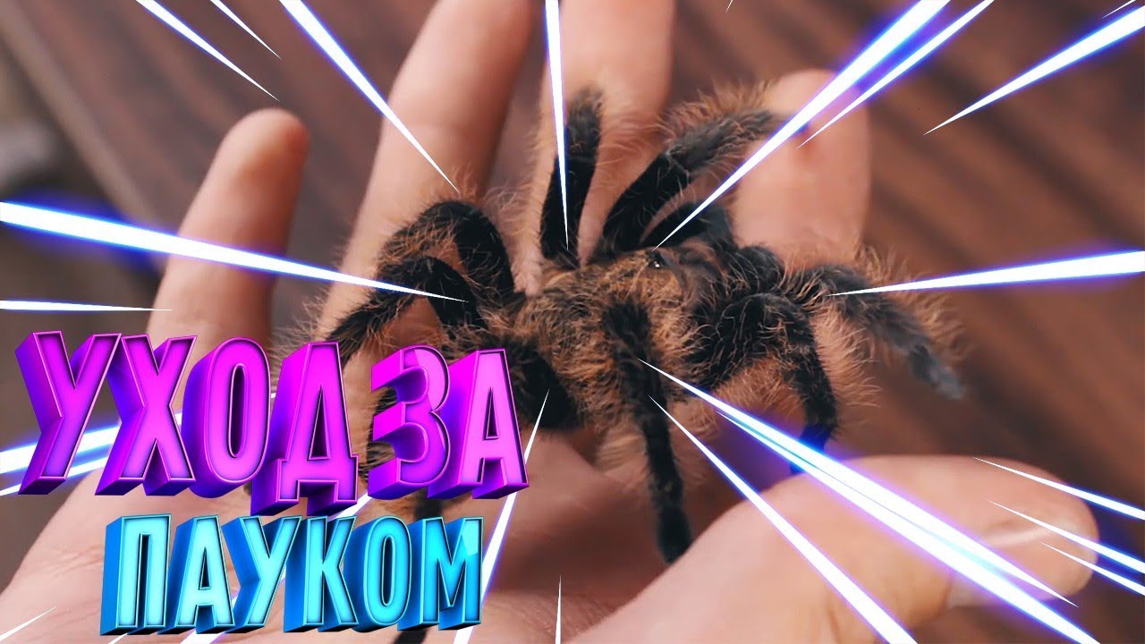 КАК СОДЕРЖАТЬ ПАУКА ПТИЦЕЕДА В ДОМАШНИХ УСЛОВИЯХ