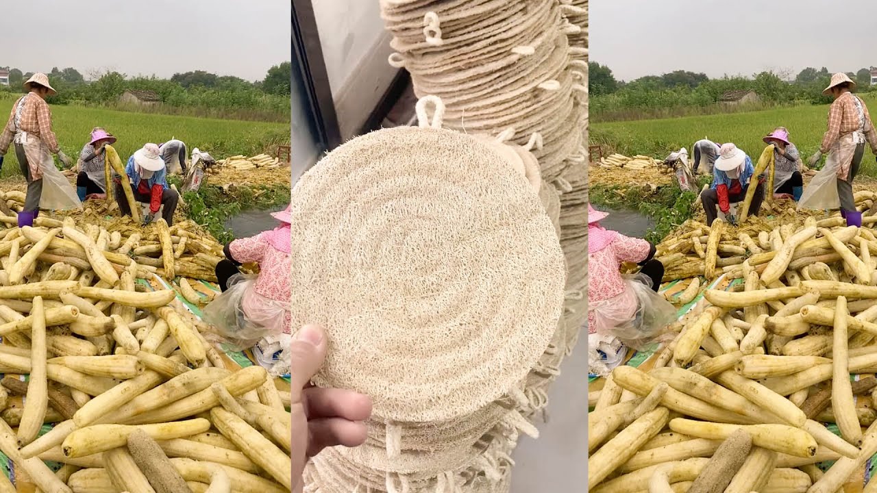 Loofah Sponge Secrets  More Than Just a Veggie!