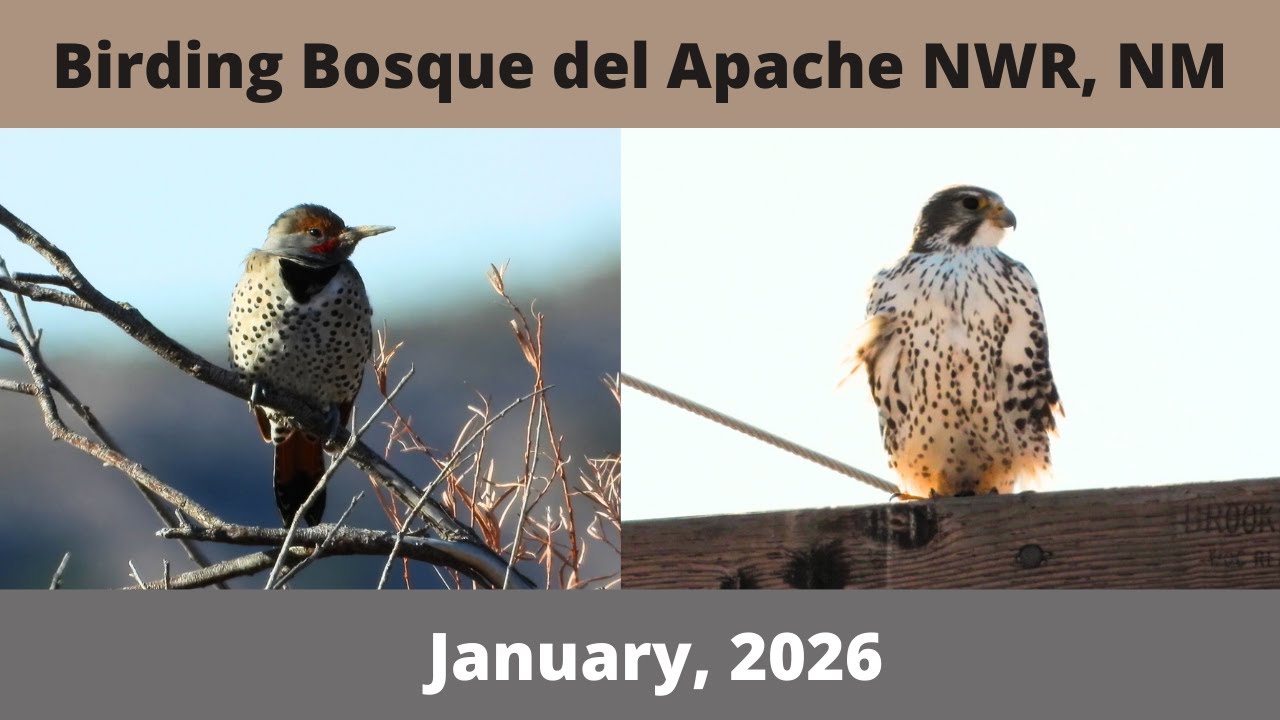 Birding Bosque del Apache NWR in New Mexico. Bird this hotspot virtually at thebirdinggame.com!