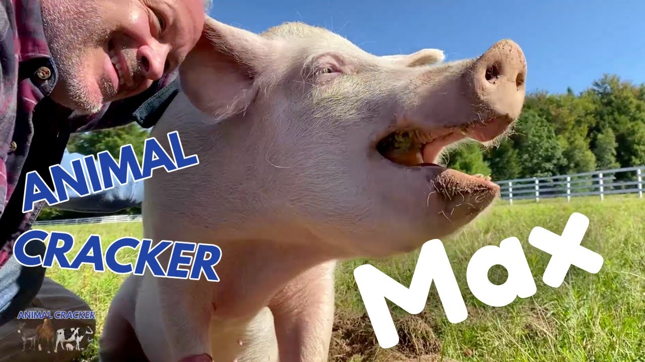 MAX fell off TRUCK going to SLAUGHTER! ~ RAN for his LIFE and SURVIVED!