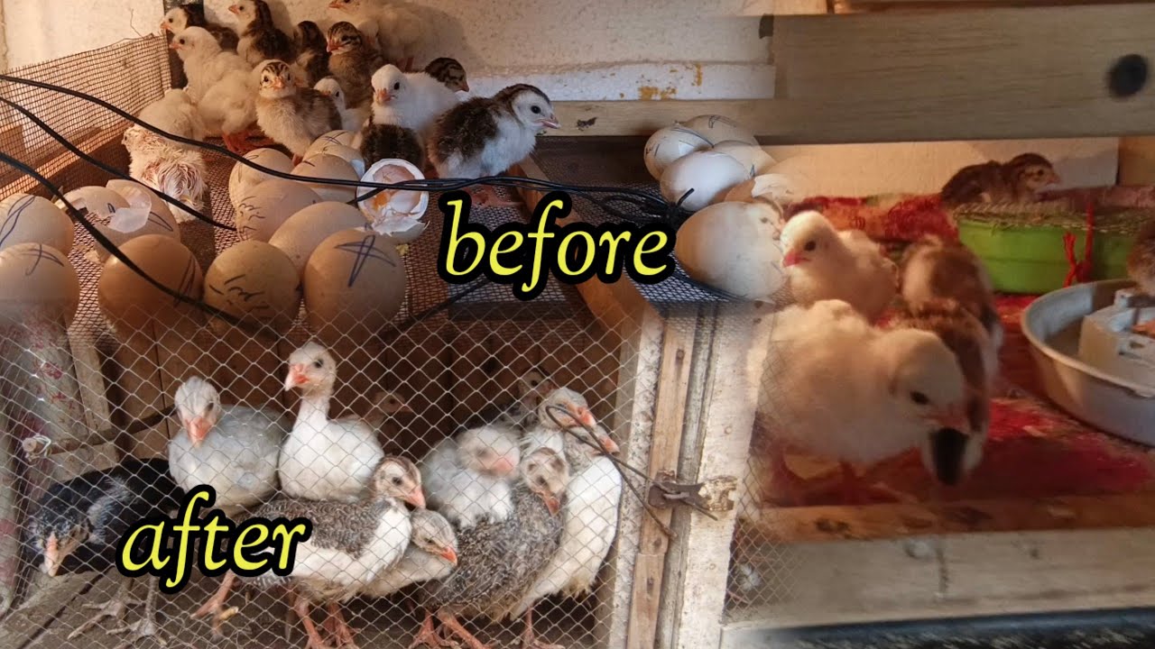 Guineafowl🐓chicks🐣| before & after 
