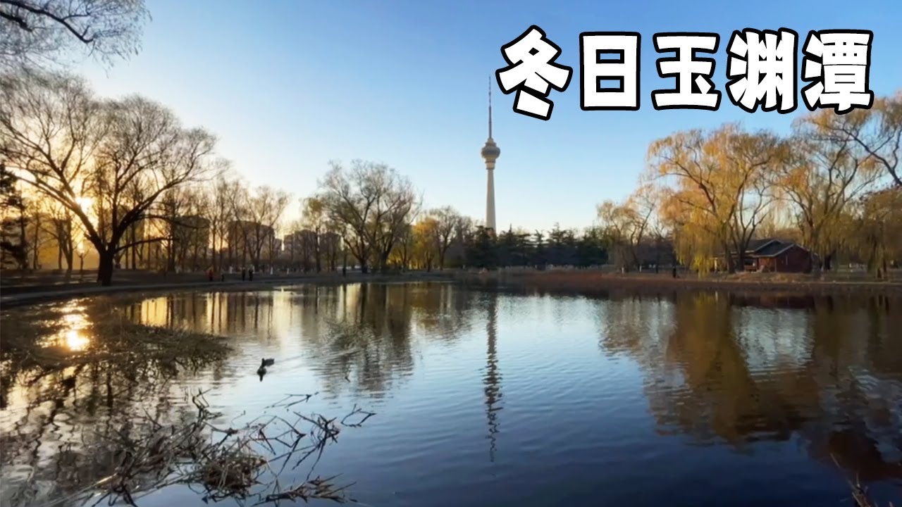 漫步冬日玉渊潭，湖中鸳鸯和电视塔很美，冬天来了，又想去南方了【行走世界的北京老刘】