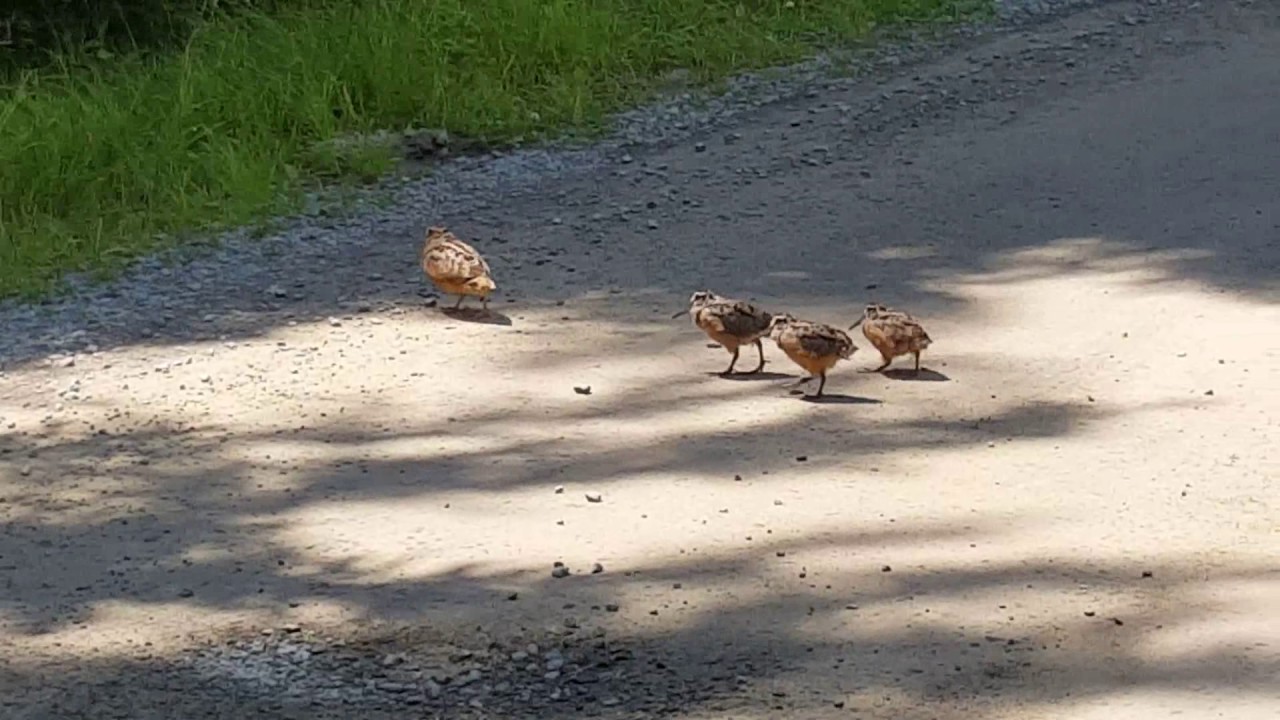 Amazing Rare Video Footage of American Woodcock Dance and Freeze Kejimkujik Park Snipe