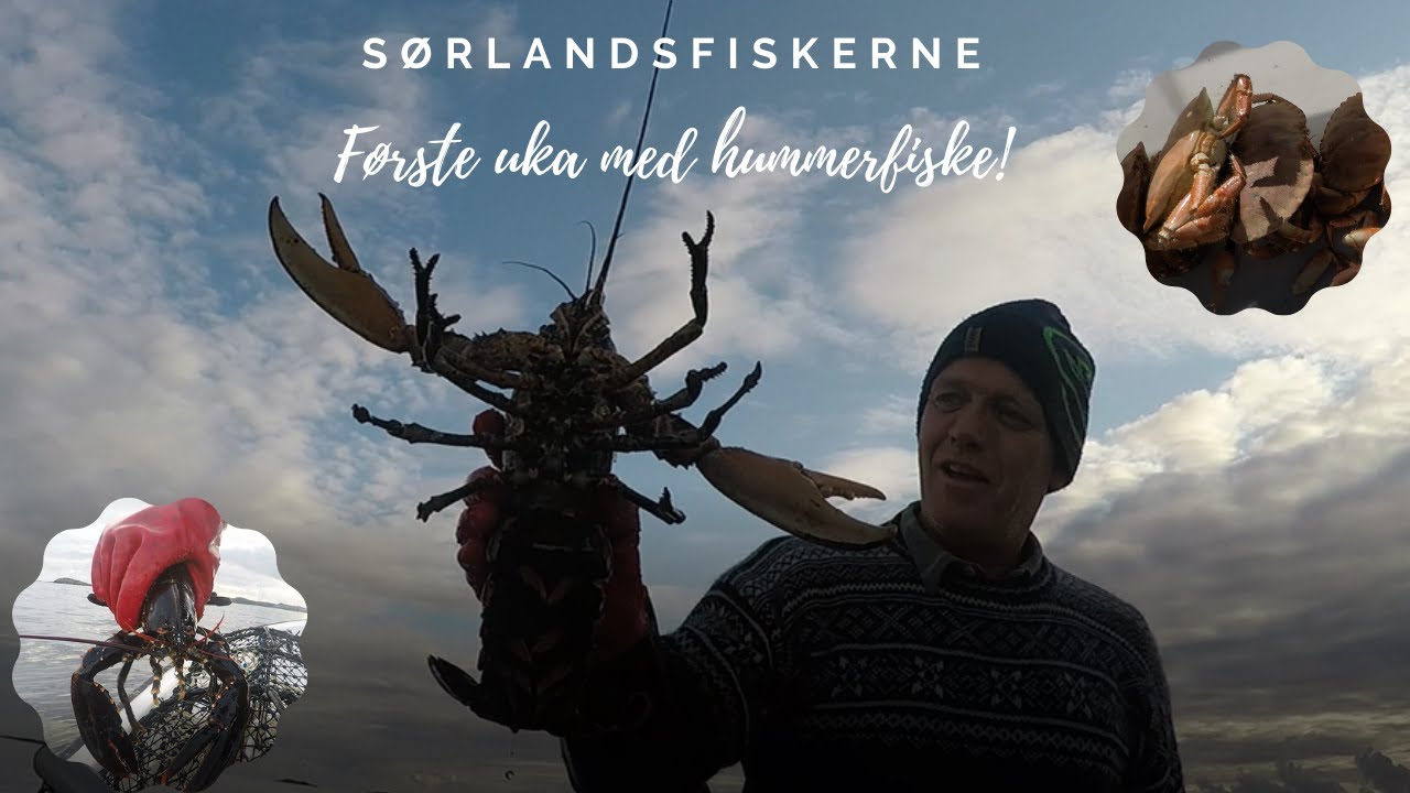 SørlandsFiskerne - Hummerfiske den første uka!