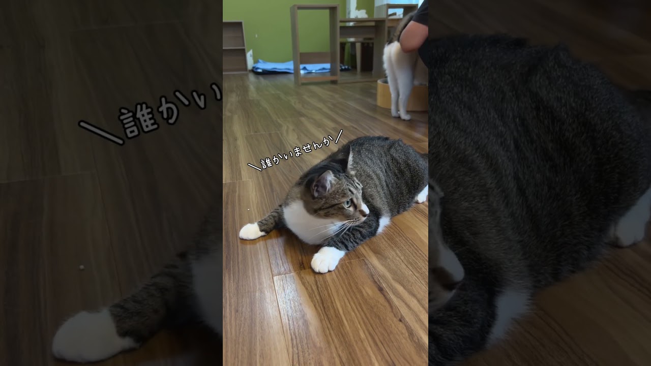 寂しげなきぃちゃんとキメ顔のタキさん 