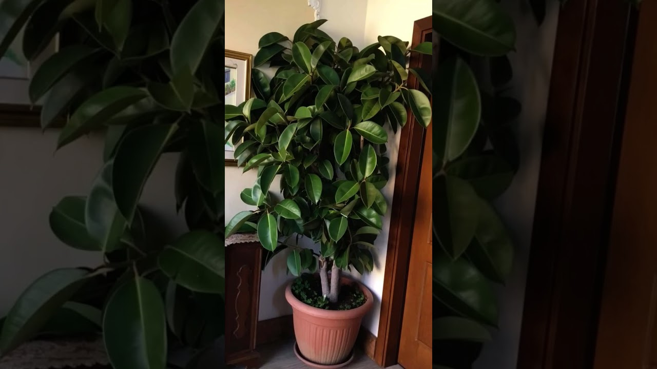 🌿 Rubber Plant Decor | Modern Indoor Plant Style