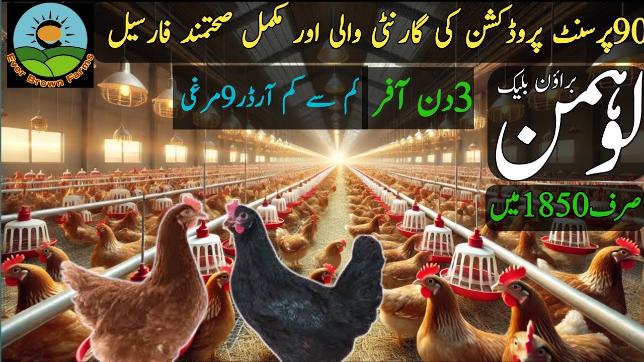Lohman brown hen | Lohman black hen's price in Pakistan | Layer murgi@everbrownfarms