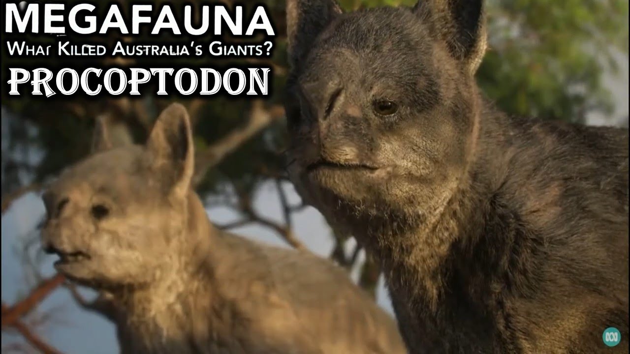 megafauna: what killed australia's giants ? Procoptodon screen time