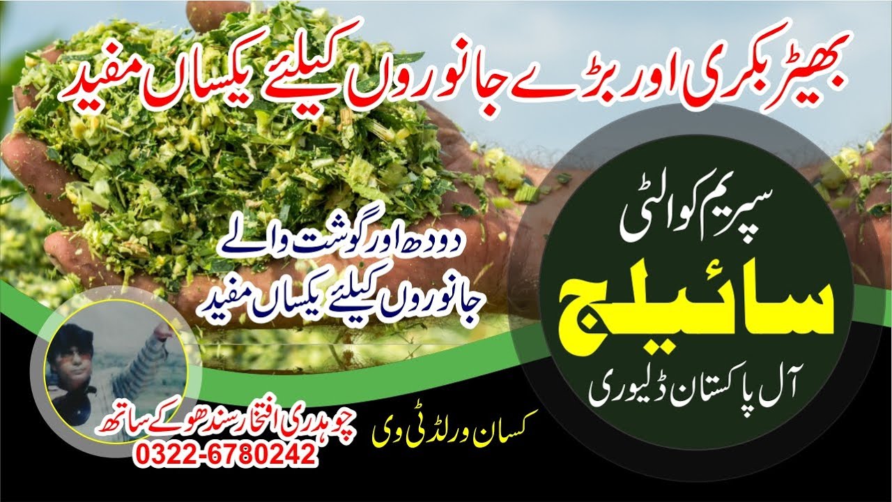 سپریم کوالٹی سائیلج Supreme Quality Silage #Silage #Dairy #Corn |URDU HINDI| Kisanworld TV Iftikhar