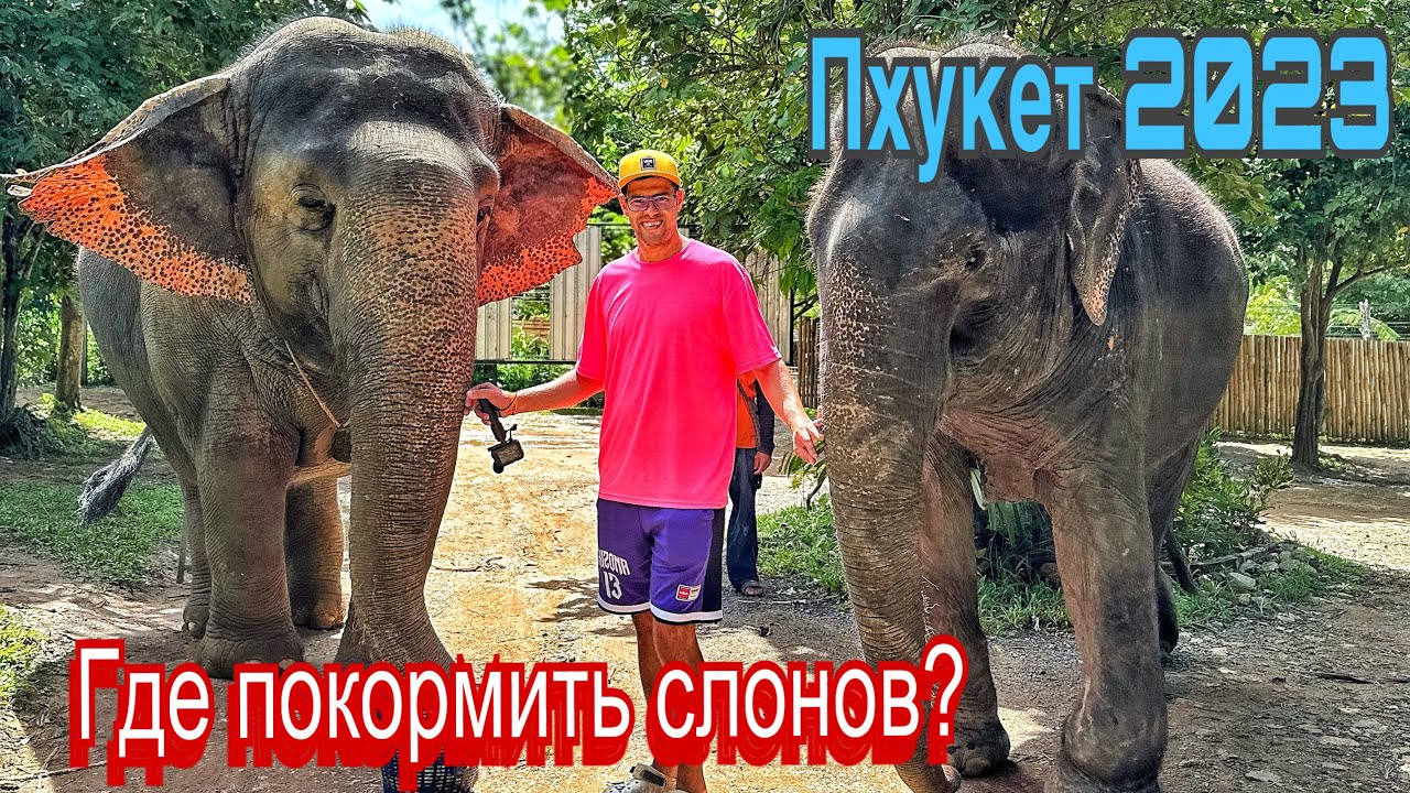 Слоновья ферма Пхукет 2023 кормим, гладим и гуляем с ними. Здесь над ними не издеваются в Таиланде