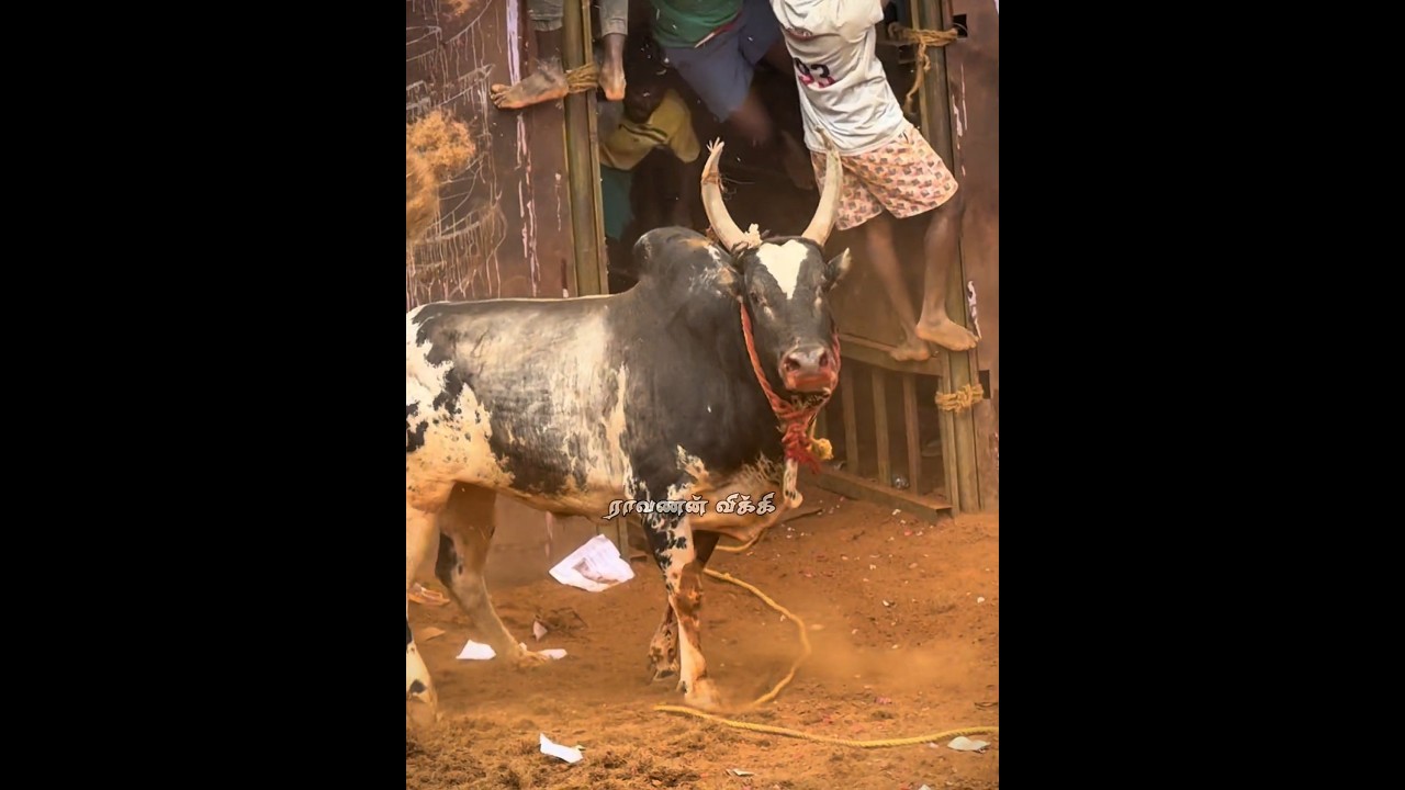 பார்வையே நொருக்குது #bull #jallikattu 🥵🔥