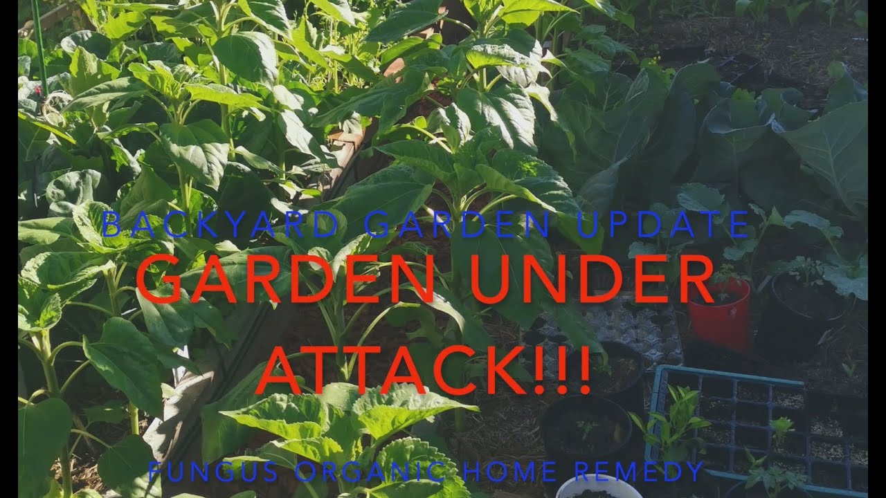 Backyard Garden Update..Garden under attack!!