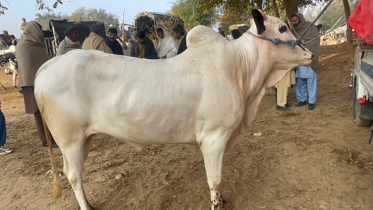 domail mandi mandi today latest update ll taxila mandi ll jamil tv ll
