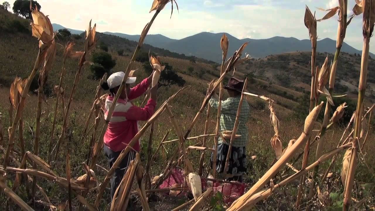 7. Siembra, lucha y cosecha