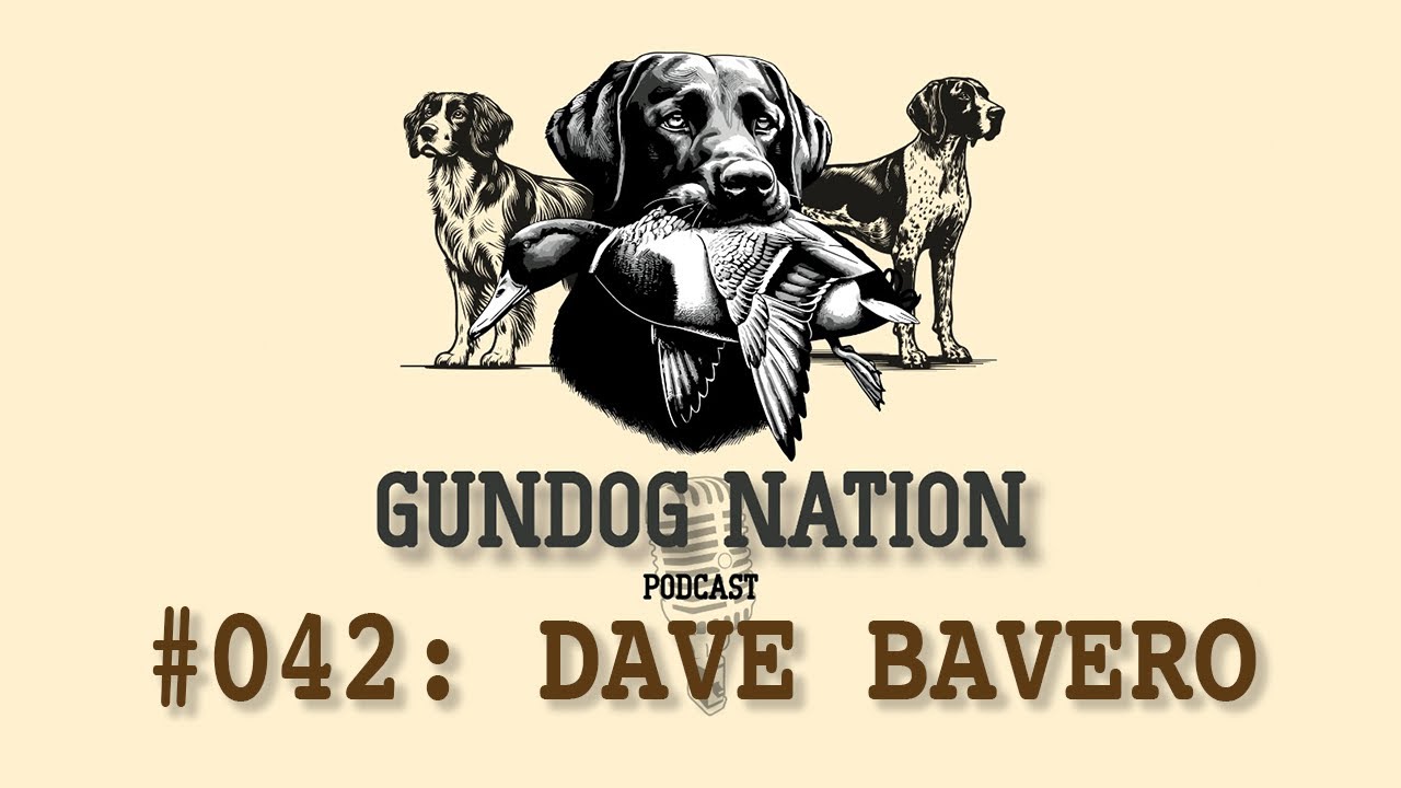 Dave Bavero - Waterstone Labradors, Breeding and Training British Labs