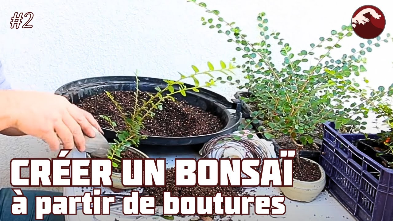 КАК СДЕЛАТЬ ПЕРВЫЙ БОНСАЙ? 🌱НЭДЖИКАН БОНСАЙ 🌱