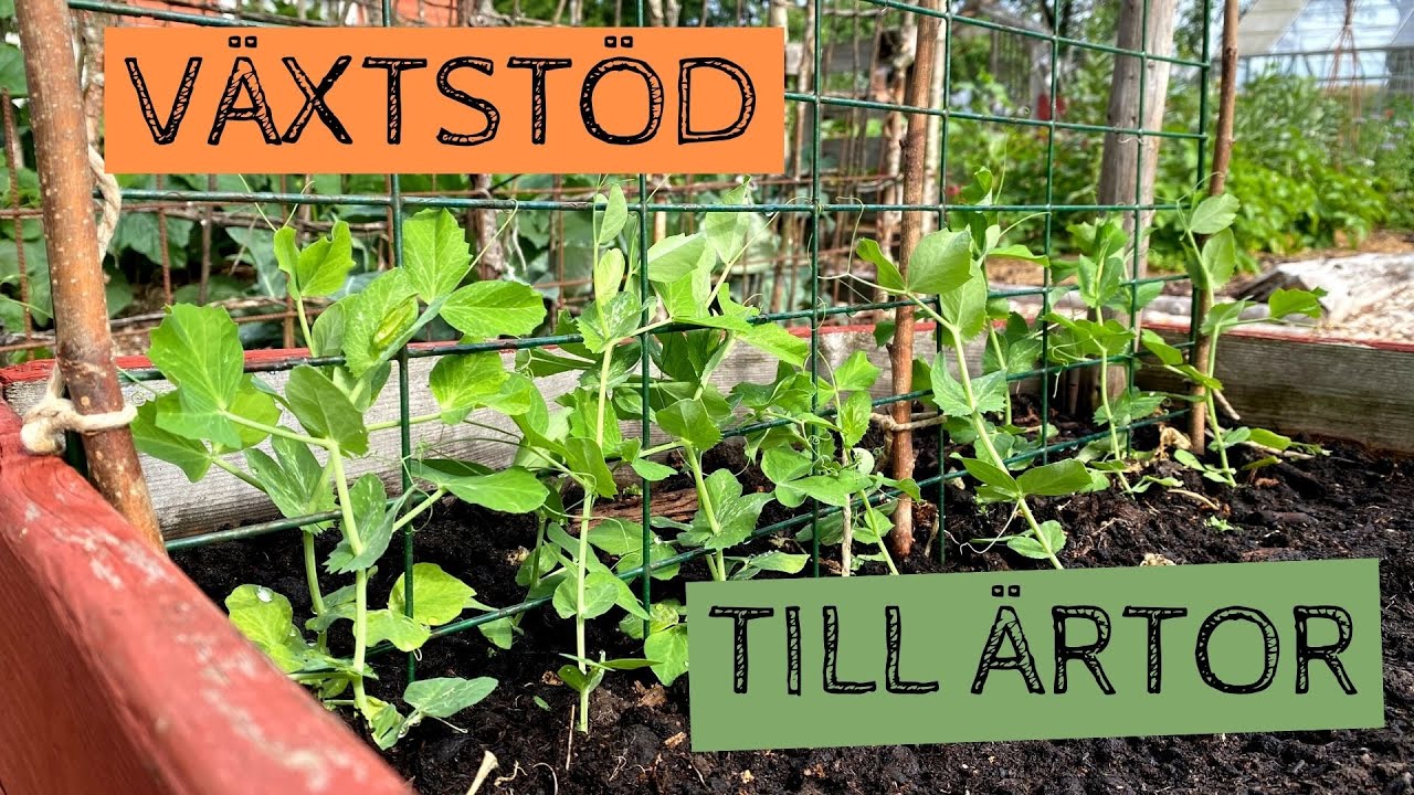Ett enkelt VÄXTSTÖD till ärtor - Fixa ett stöd till dina sockerärtor med hjälp av ett kompostgaller