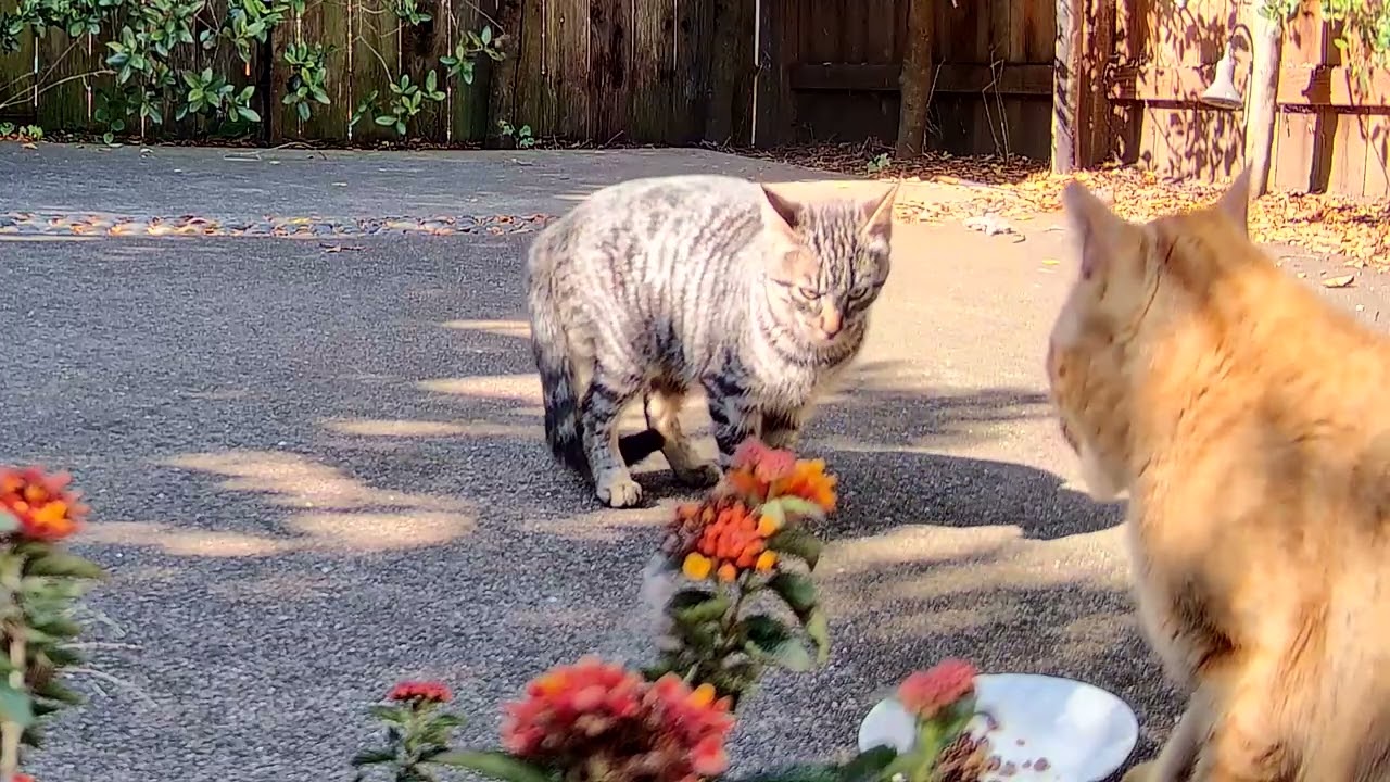 Kind cat lets a younger cat eat some of his food.