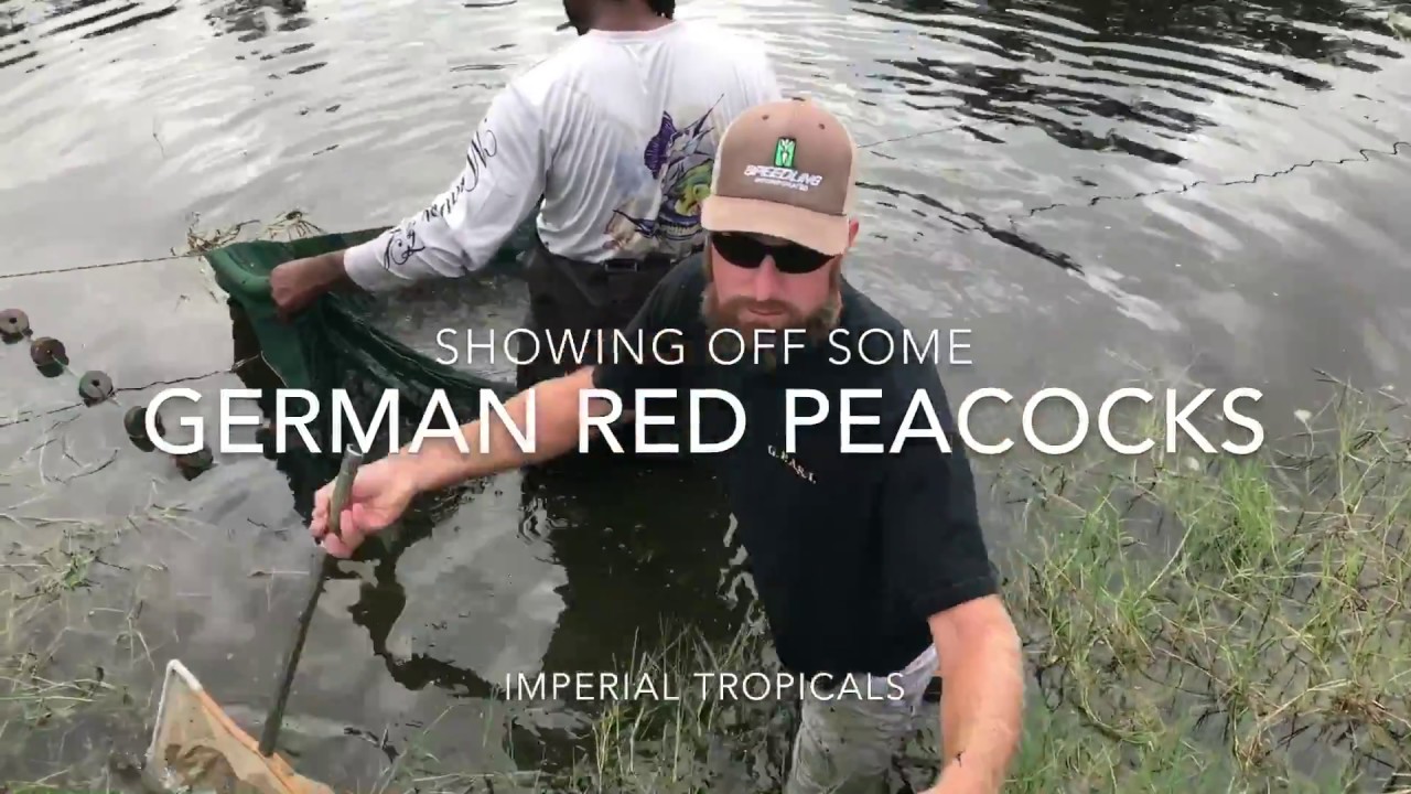 German Red Peacocks Straight from the Pond