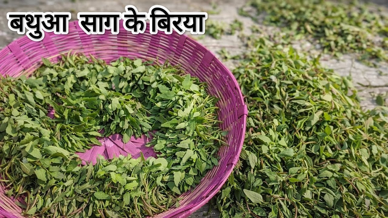 Anokhi बथुआ साग की बिरिया recipe 😍 | Healthy Mithilanchal Saag Recipe