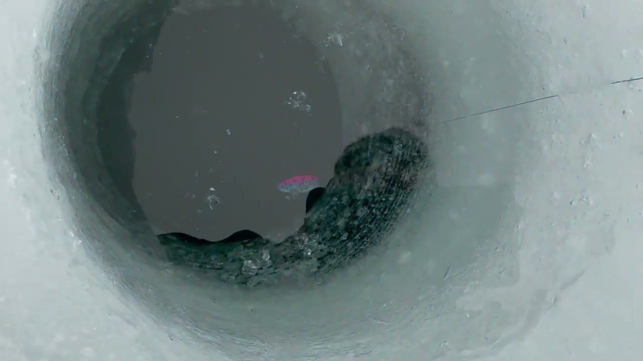 Exciting arctic char ice fishing trip